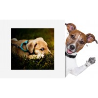 Sety obojek/vodítko