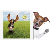 Venčení a výcvik psa